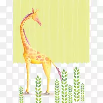 北长颈鹿画壁纸-长颈鹿