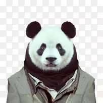 动物园肖像，视觉艺术，狗，大熊猫，先生。熊猫