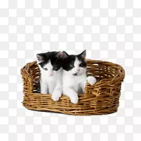 猫，小狗，猫科-竹篮猫