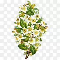 Gttorfer codex植物插画插图-复古花卉植物学