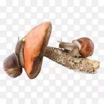 真菌剪贴画-蜗牛