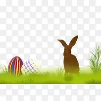 复活节兔子壁纸-草地上的兔子