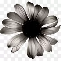 普通向日葵下载黑色和白色-黑色向日葵