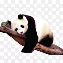 四川大熊猫保护区，大熊猫，北极熊，棕熊，沉睡的熊猫。