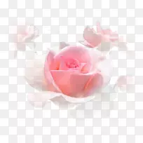 粉色花园玫瑰，蜈蚣玫瑰，白玫瑰，盛开粉红色
