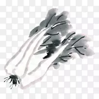 大白菜水彩画蔬菜画-卷心菜画