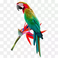 山雀红-绿亚马逊红-绿鹦鹉-简单鹦鹉装饰图案