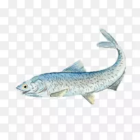 欧洲凤尾鱼沙丁鱼油性鱼类食品-鱼