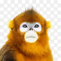 灵长类金吻猴鼻猴2017年金猴脸特写