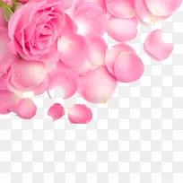 玫瑰花瓣花粉红墙纸玫瑰花瓣