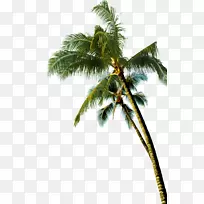 亚洲椰子棕榈树-椰子树