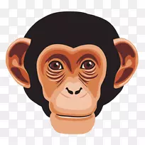 黑猩猩猿灵长类猴子大猩猩