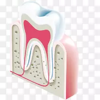 牙科牙像.牙解剖模型