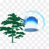 赤松、苏格兰松、小生境松林、白皮松插图-蓝球