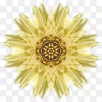 曼陀罗画静心花-浪漫菊花