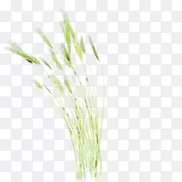 猫草-大麦