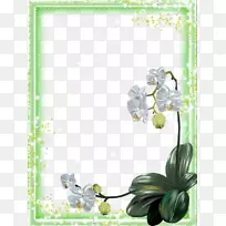 飞蛾兰花剪贴画-白玫瑰框架