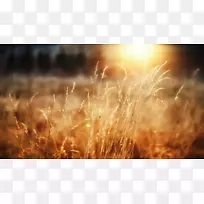 高清晰度电视1080 p高清视频壁纸阳光干草景观背景