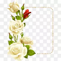 玫瑰画框白色剪贴画.带珍珠卡的白玫瑰