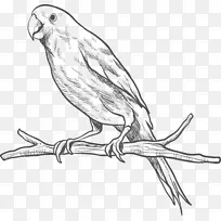 鹦鹉鸟鹦鹉素描-树枝上的鹦鹉