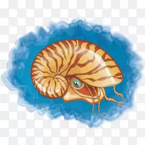海螺壳-螺载体