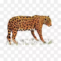 非洲豹印度豹虎豹