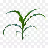 甜玉米婴儿玉米植株茎夹艺术-玉米秸秆