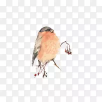 水彩画-粉红鸟