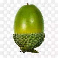 橡树果
