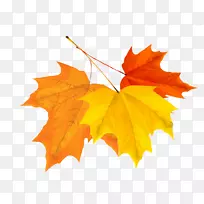 秋分叶秋季节气-彩色秋叶设计载体材料