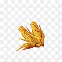 玉米-黄金玉米