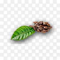 咖啡豆咖啡树叶摄影.咖啡豆
