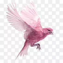 哈兹罗纹鸟芬奇圆锥形剪贴画-粉红色鸟