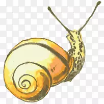 蜗牛星足蜗牛