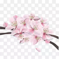 樱花-美丽的樱桃载体材料