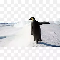 企鹅微软视窗8壁纸-南极冰山4号