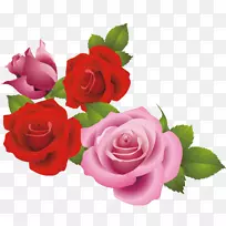花园玫瑰沙滩玫瑰蜈蚣玫瑰粉红色材料玫瑰海洋