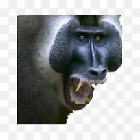 狒狒手提电脑高清电视壁纸可怕的猩猩类人猿