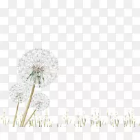 花瓣图案-白色蒲公英