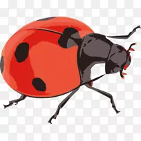 甲虫-瓢虫剪贴画-瓢虫