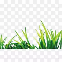 光景软件-绿草