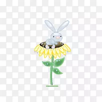兔普通向日葵向日葵兔