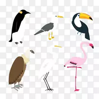 鸟类企鹅小白鹭-鸟类设计