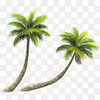 槟榔科椰子无公害插图-弯椰子树
