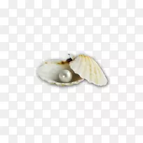 珍珠贝壳软体动物珍珠壳
