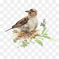 鸟类水彩画插图-鸟巢中的鸟