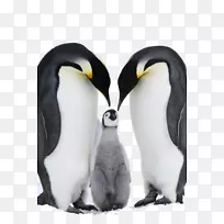 南极菲尔德兰企鹅帝企鹅东方岩袋企鹅-企鹅家族