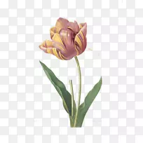 郁金香版画玫瑰花插图-美丽的郁金香皇后图片材料