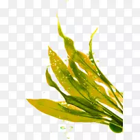 海藻唇膏海草黄绿鲜草装饰图案