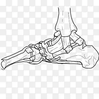 人体关节骨-人体骨骼